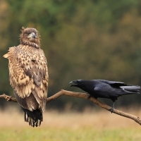 Kruk - Common Raven