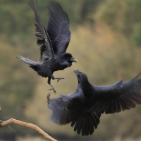 Kruk - Common Raven