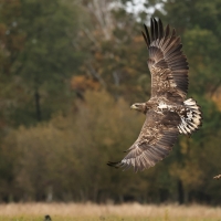 Bielik - White-tailed Sea Eagle