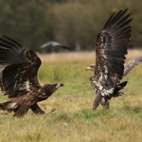 Bielik - White-tailed Sea Eagle