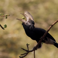 Dzioborożec srebrnolicy - Bycanistes brevis - Silvery-cheeked Hornbill