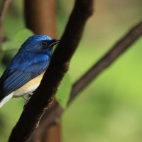 Niltawa modrogłowa - Blue-throated Flycatcher