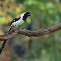 Srokówka białobrzucha - White-bellied Treepie