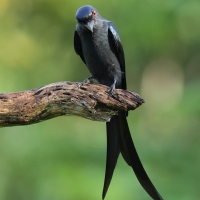 Dziwogon popielaty - Ashy Drongo