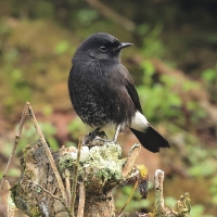 Kląskawka czarna - Pied Bush Chat