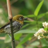 Szlarnik indyjski - Indian White-eye