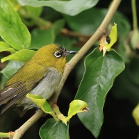 Szlarnik indyjski - Indian White-eye