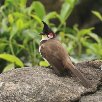 Bilbil zbroczony - Red-whiskered Bulbul
