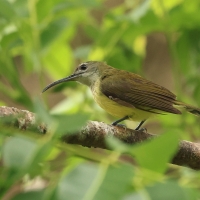 Pajęcznik długodzioby - Little Spiderhunter