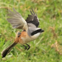 Dzierzba zmienna - Long-tailed Shrike