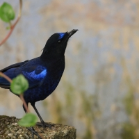 Gwizdokos malabarski - Malabar Whistling-Thrush