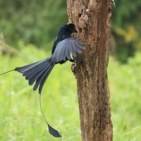 Dziwogon rajski - Greater Racket-tailed Drongo