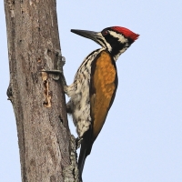 Sułtan białogrzbiety - Chrysocolaptes festivus - White-naped Woodpecker