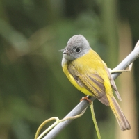 Komarówka szarogłowa - Grey-headed Canary-flycatche