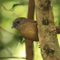 Sikornik duży - Brown-cheeked Fulvetta 