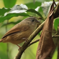 Sikornik duży - Brown-cheeked Fulvetta 