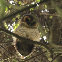 Puszczyk brunatny - Brown Wood Owl