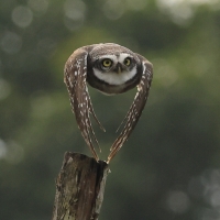 Pójdźka bramińska - Spotted Owlet