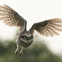Pójdźka bramińska - Spotted Owlet