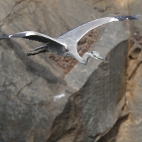 Czapla siwa -Grey Heron