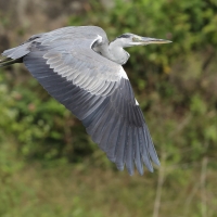 Czapla siwa -Grey Heron