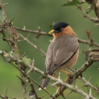 Szpak bramiński - Brahminy Starling