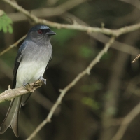 Dziwogon białobrzuchy - White-bellied Drongo
