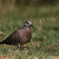 Synogarlica perłoszyja - Spotted Dove