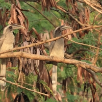 Dzioborożec indyjski - Indian Grey-Hornbill