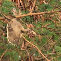 Dzioborożec indyjski - Indian Grey-Hornbill