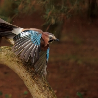 Sójka - Eurasian Jay