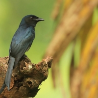 Dziwogon białobrzuchy - White-bellied Drongo