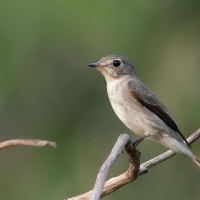 Muchołówka brunatna - Asian Brown Flycatcher