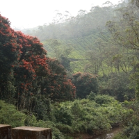 Okolice Munnar