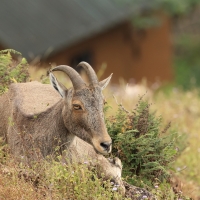 Eravikulam N.P. - Nilgiritar leśny