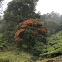 Plantacje herbaty