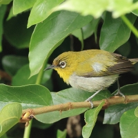 Szlarnik indyjski - Indian White-eye