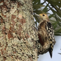 Dzięcioł żółtoczelny - Yellow-crowned Woodpecker