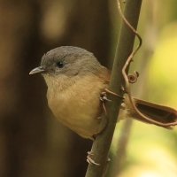 Sikornik duży - Brown-cheeked Fulvetta