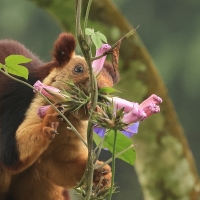 Wiewióra dekańska - Indian giant squirrel