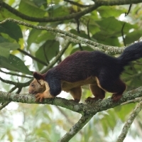 Wiewióra dekańska - Indian giant squirrel