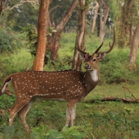 Aksis czytal - Chital