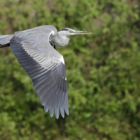 Czapla siwa - Grey Heron