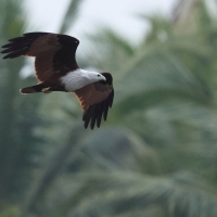 Kania braminska - Brahminy Kite