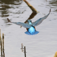 Zimorodek zwyczajny - Common Kingfisher