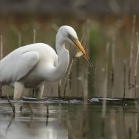 Czapla biała - Western Great Egret