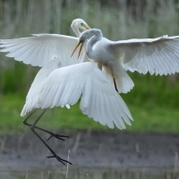 Czapla biała - Western Great Egret