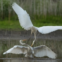 Czapla biała - Western Great Egret
