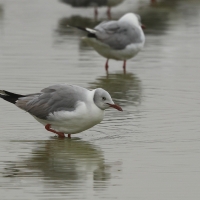 Mewa szarogłowa - Grey-headed Gull