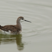 Płatkonóg trójbarwny, Phalaropus tricolor, Wilson's Phalarope